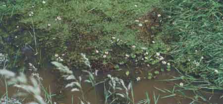 Beekje met waterviolier (Hottonia palustris) en gewone waterranonkel (Ranunculus peltatus)