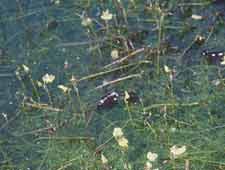 Vijver met klein blaasjeskruid (Utricularia minor)