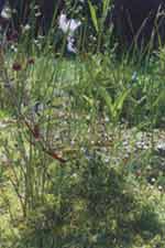 Vijver met grote veenbes (Oxycoccus macrocarpos), veenpluis (Eriophorum angustifolium) en wateraardbei (Potentilla palustris)