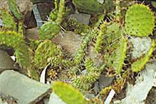 Opuntia erinacea utahensis (l), O. fragilis (m), O. phaeacantha camanchica 'Albispina' (r)