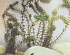 De Canadese of brede waterpest, Elodea canadensis, is in Europa ingeburgerd en komt vooral voor in voedselrijk zoet water, hier gefotografeerd in een aquarium.