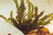 Het bronmos, Fontinalis antipyretica, groeit in bosjes van wel 50 cm lang, die op een klein oppervlak zijn vastgehecht.