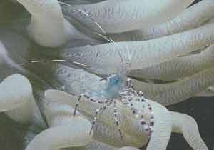 De garnaal Perictemenes yucatanicus levert stikstof voor de symbiotische plantencellen in de zeeanemoon Condylactis gigantea