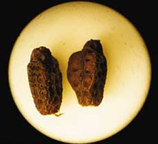 Het karakteristieke ei van P. giganteum, van twee zijden gefotografeerd