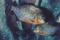 De rode piranha (Pygocentrus nattereri), het meest gehouden na de goudvis!