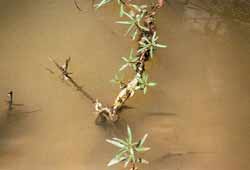 De stengel van Ludwigia stolonifera is omhuld met sponsachtig luchtweefsel (foto F Kettenis)