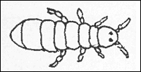 Podura aquatica, bovenaanzicht