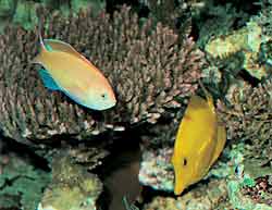 Koralen en vissen of vissen en koralen? Het hedendaagse rifaquarium moet die richting opgaan beide diergroepen gelijke optimale levensvoorwaarden in het aquarium te verschaffen. Doelstelling: een stukje dichter bij de natuur te komen.