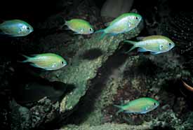 Vissen die elkaars gezelschap verdragen, kunnen we dus goed in een groep houden. Chromis viridis behoort tot dergelijke rifbaarsjes, vooral wanneer ze als jonge dieren samen in het aquarium komen.