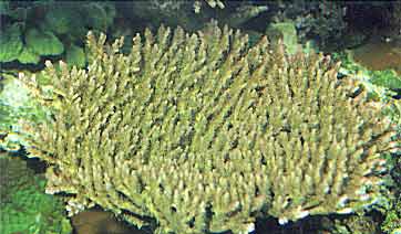 Zonder voedingsstoffen als fosfaat en nitraat groeien ook steenkoralen niet zoals deze Acropora. De vissen leveren de voor de zoöxanthellen levensnoodzakelijke verbindingen.
