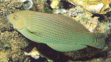 Er zijn vele vissen, die belangrijke functies in het rifaquarium vervullen. Enkele lipvissen, zoals Halichoeres marginatus, houden platwormen in bedwang.