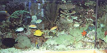 Het aquarium van Bernd Mohr, dat in de tekst wordt genoemd, toont dat een laag nitraatgehalte de steenkoralen geen schade toebrengt.
