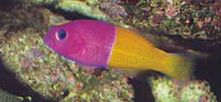 Pseudochromis paccagnellae, die op het eerste gezicht sterk aan Gramma loreto doet denken