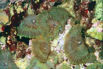De tentakeldragende soorten van het geslacht Discosoma zijn weinig kleurrijk, daarentegen zijn er soms exemplaren met een zeer interessant patroon.