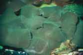 De groenachtige soorten uit het geslacht 'Metarhodactis' zijn daarentegen prima in het aquarium te verzorgen als het milieu goed is.