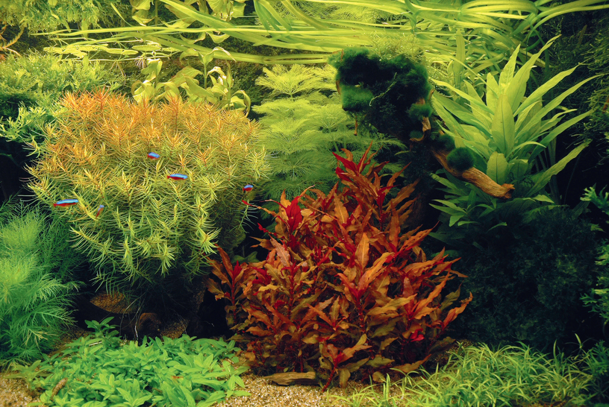 Het aquarium van de heer de Laat. Contrasterende bladkleuren en vormen maken een mooi geheel