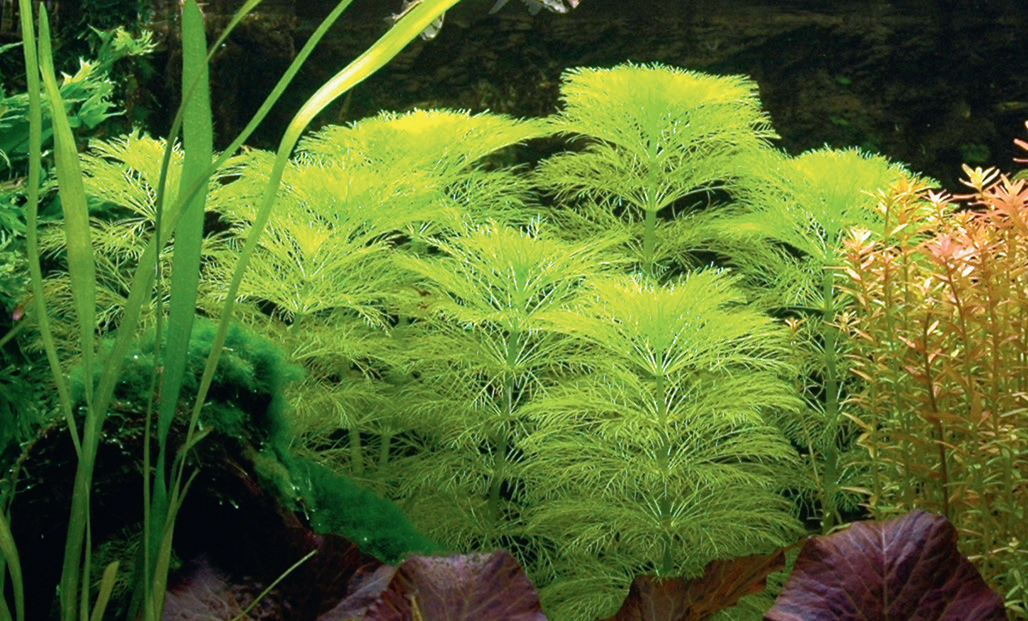 Limnophila aquatica