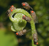 Fruitvliegen op Marsilea quadrifolia foto W. Tomey