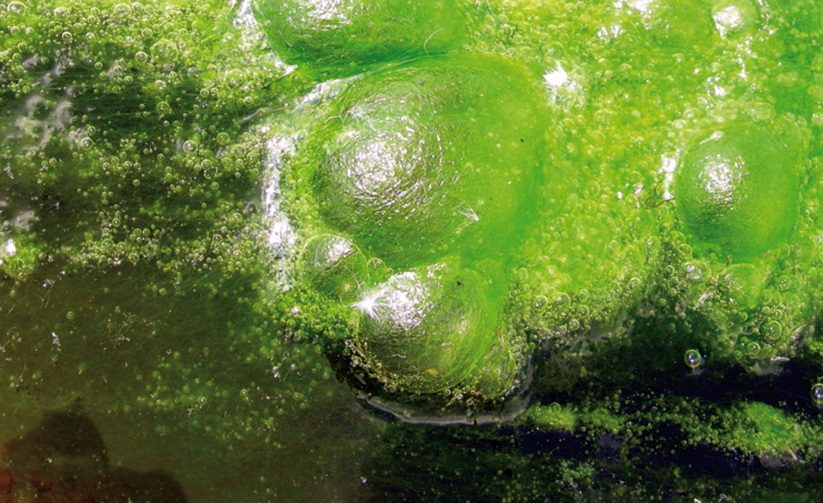 Voor slijmvormende algen wordt ook wel de aanduiding ‘flap’ gebruikt