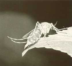 Aedes punctor, verwant aan de gewone steekmug en ook behorend tot de Culicidae. Aedes heeft dikkere poten en grotere schubben op de vleugels dan de gewone steekmug. Op de foto is duidelijk te zien dat dit vrouwtje zich vol bloed gezogen heeft.