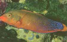 Coris gaymard, de valse bijouterievis; een juweel van een vis, maar in de nabijheid van een beschadigde Trachyphyllia een geduchte lastpost