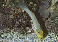 Valencienna strigata; doordat ze voortdurend met bodemmateriaal in de weer zijn, dat dan gemakkelijk op de hersenkoralen belandt, geen goed gezelschap voor deze koraalsoort