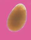 Het ronde cyste-stadium. Let op de dikke doorschijnende celwand, die de zich delende cyste beschermt. Circa 0,25 mm doorsnede.