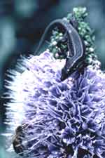 De muurhagedis (Isoplexis phylloscopus) uit Madeira snoept nectar uit bloemen