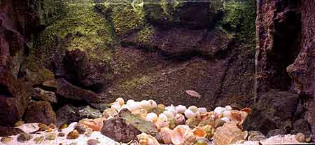 Een aquarium ingericht met slakkenhuizen voor Lamprologus multifasciatus (foto Carel Souwer)