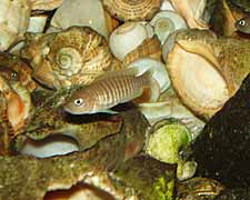 Lamprologus multifasciatus is een zeer geschikte vis voor een klein aquarium