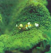 Een tapijtanemoon zonder een symbiosebewoner is als een huis zonder bewoners. In de natuur leven diverse vissen en kreeftachtigen samen (in symbiose) met de tapijtanemoon. In het aquarium kunnen we dat nabootsen door bv. een symbiosegarnaal of symbiosekrab aan te schaffen. Meestal komen ze met de anemonen mee. Hou er wel rekening mee dat de symbiosegarnaal of -krab bij de de desbetreffende soort anemoon hoort.