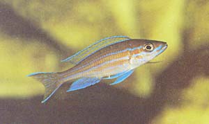  Paracyprichromis nigripinnis 'Blue Neon', mannetje, als voorbeeld van een muilbroedende cichlide, die geen permanent territorium handhaaft.