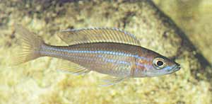 Paracyprichromis nigripinnis 'Blue Neon', vrouwtje