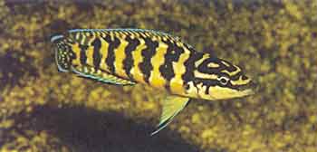 Julidochromis transcriptus 'Gombi' als voorbeeld van een soort, die niet de jongen, maar het eigen territorium verdedigt.