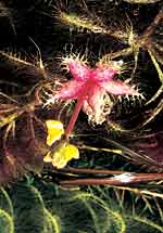 De bloeiwijze op stervormig drijflichaam van Utricularia stellaris.