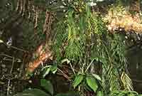 De 'Makawe' (Asplenium flaccidum), hangend aan een boomtak