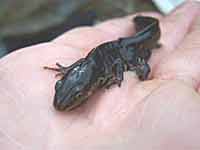 Salamanders zijn na de winterrust sterk vermagerd