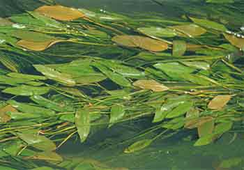Fonteinkruid P. natans met drijvende bladeren
