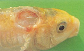 Koi, Cyprinus carpio, met een grote zweer, veroorzaakt door een bacteriële infectie (Flexibacter columnaris)