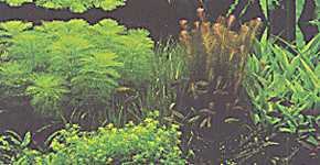Achter vlnr Limnophila aquatica, Blyxa aubertii (nauwelijks zichtbaar), Rotala rotundifolia (alle drie goede waterplanten) en uiterst rechts de moerasplant Hygrophila corymbosa. Op de voorgrond in het midden een moerasplantje dat het bij goede belichting ook goed doet onder water: Hemianthus micranthemoides.
