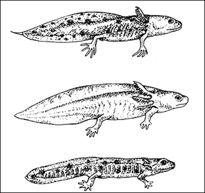 Twee larven van de wat grotere watersalamanders, te weten Triturus cristatus (boven) en Pleurodeles sp (midden); overigens beide ook voorkomend naast Salamandra sp. Onderaan een larve van een Salamandra sp.
