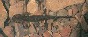 Larve van S. s. terrestris in de omgeving van La Roche in het jaar 2001