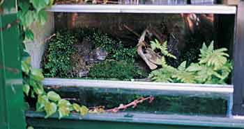 Buitenterrarium met als bewoners Japanse vuurbuiksalamanders (C. orientalis), maar qua opzet ook zeer goed bruikbaar voor salamanders van het geslacht Salamandra