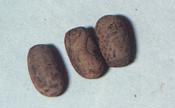 Drie eieren van Eurrycantha calcarata. Ze lijken erg veel op die van H. dilatata.