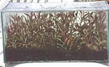 Ook een klein aquariumpje is uitermate geschikt om op deze manier planten te kweken. In dit geval 55 x 27 x 27 cm, geheel gevuld met Alternanthera reineckii.