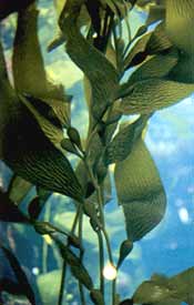 Macrocystis integrifolia in het aquarium van Monterey