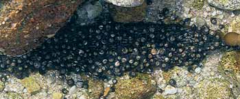 Kelpblad vol met heremietkreeftjes in slakkenhuizen