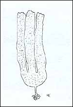 Laminaria groenlandica