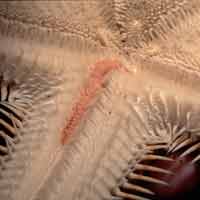 De borstelworm (Acholoe astericola) leeft in een groef op de onderkant van een arm van de grote kamzeester