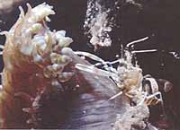 De gebande partnergarnaal (Periclimenes amethysteus) voor de eerste keer op Cereus pedunculatus betrapt
